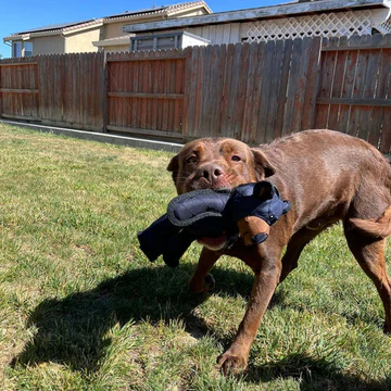 Jouet pour chien incassable en forme d’ours pour mâcheurs puissants – Jouet en peluche interactif avec sifflet | Sulvida